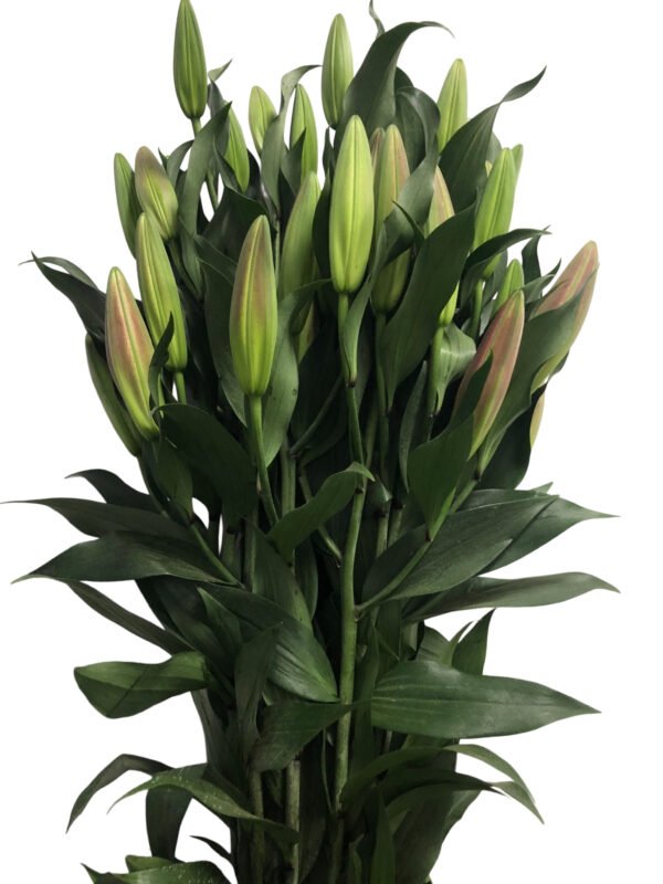 Premium Fresh Cut Lilies Wholesale Yunnan For Wedding Bouquets, Event Centerpieces & Hotel Florals