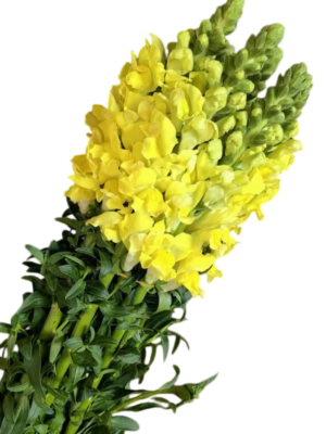 Fresh Cut Snapdragon Filler Flowers Decorative Wholesale Cold Chain Supply from Yunnan Kunming