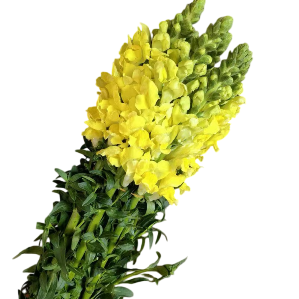 Fresh Cut Snapdragon Filler Flowers Decorative Wholesale Cold Chain Supply from Yunnan Kunming
