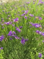 Fresh Cut Statice Limonium Forget Me Not A Grade Filler Flowers Wholesale from Yunnan Kunming Cold Chain Export