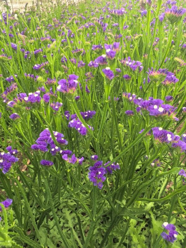 Fresh Cut Statice Limonium Forget Me Not A Grade Filler Flowers Wholesale from Yunnan Kunming Cold Chain Export