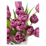 Fresh Cut Tulips A Grade Long Stem Cut Flowers Wholesale Cold Chain Export Globally