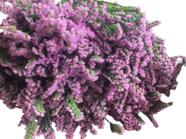 Fresh Cut Statice Limonium Forget Me Not A Grade Filler Flowers Wholesale from Yunnan Kunming Cold Chain Export