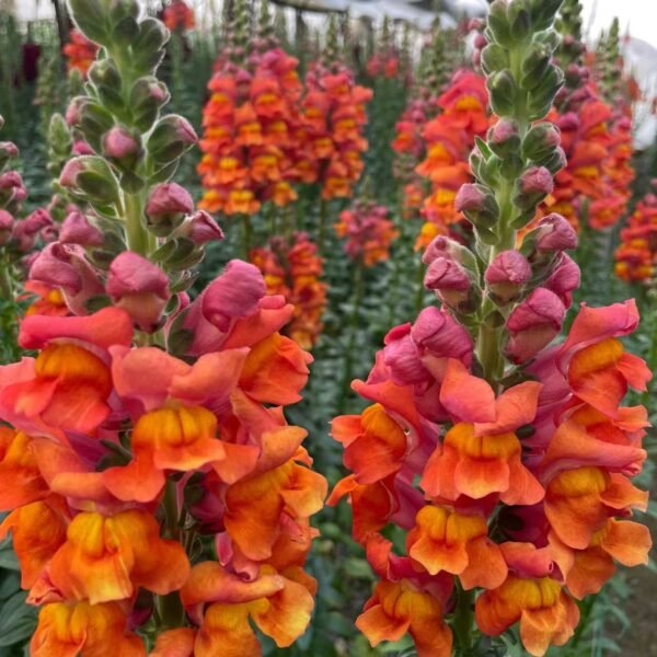 Fresh Cut Snapdragon Filler Flowers Decorative Wholesale Cold Chain Supply from Yunnan Kunming