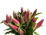 Premium Fresh Cut Lilies Wholesale Yunnan For Wedding Bouquets, Event Centerpieces & Hotel Florals