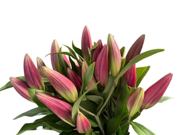 Premium Fresh Cut Lilies Wholesale Yunnan For Wedding Bouquets, Event Centerpieces & Hotel Florals