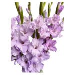 Fresh Cut Gladiolus A Grade Long Stem Cut Flowers Wholesale Cold Chain Export Globally