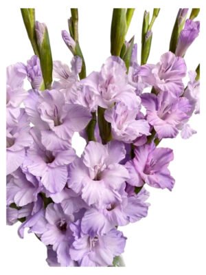 Fresh Cut Gladiolus A Grade Long Stem Cut Flowers Wholesale Cold Chain Export Globally