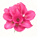Fresh Cut Calla Zantedeschia A Grade Long Stem Cut Flowers Wholesale Cold Chain Export Globally