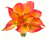 Fresh Cut Calla Zantedeschia A Grade Long Stem Cut Flowers Wholesale Cold Chain Export Globally