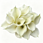 Fresh Cut Calla Zantedeschia A Grade Long Stem Cut Flowers Wholesale Cold Chain Export Globally