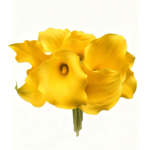Fresh Cut Calla Zantedeschia A Grade Long Stem Cut Flowers Wholesale Cold Chain Export Globally