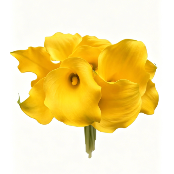 Fresh Cut Calla Zantedeschia A Grade Long Stem Cut Flowers Wholesale Cold Chain Export Globally