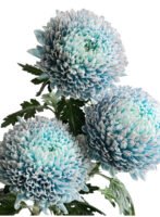 Fresh Cut Chrysanthemum Pink Peony Chrysanthemum Wholesale Yunnan Wedding Bouquet Filler Flowers