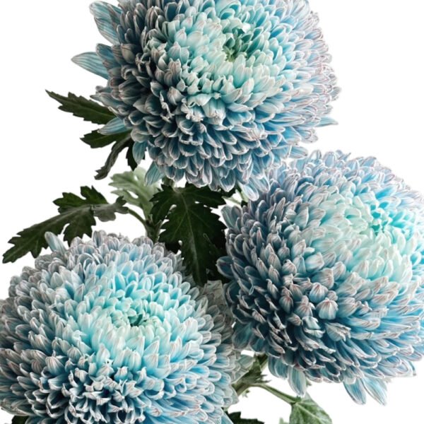 Fresh Cut Chrysanthemum Vintage Blue Peony Chrysanthemum Wholesale Yunnan Wedding Bouquet Filler Flowers