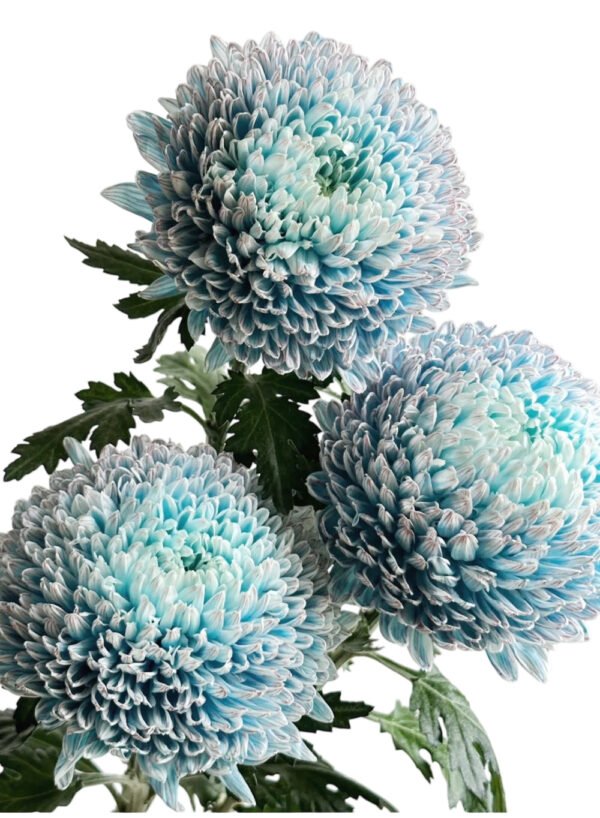 Fresh Cut Chrysanthemum Pink Peony Chrysanthemum Wholesale Yunnan Wedding Bouquet Filler Flowers