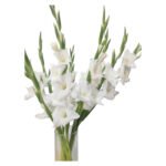 Fresh Cut Gladiolus A Grade Long Stem Cut Flowers Wholesale Cold Chain Export Globally