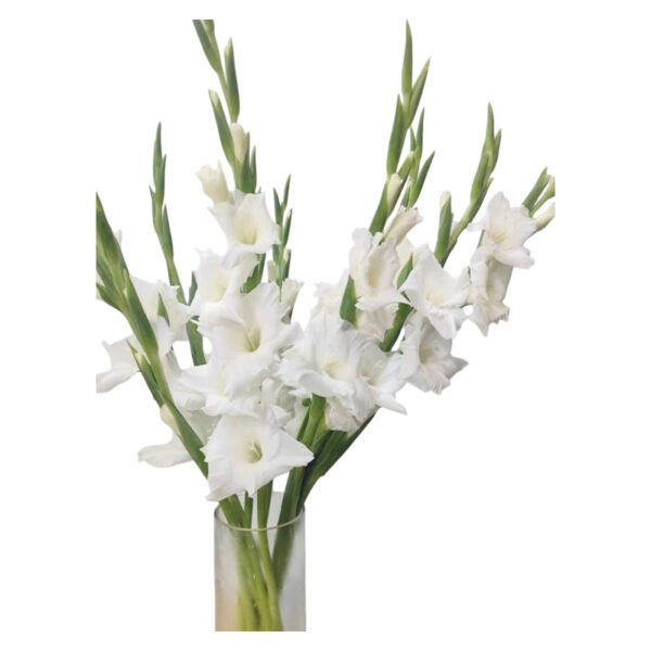 Fresh Cut Gladiolus A Grade Long Stem Cut Flowers Wholesale Cold Chain Export Globally