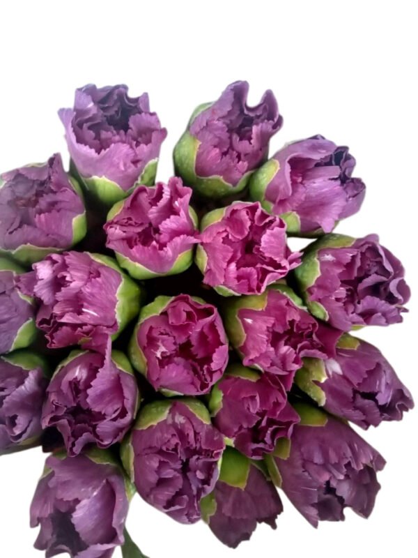 Fresh Cut Carnations Dianthus Supplier China Yunnan Bulk Export For Overseas Flower Importers