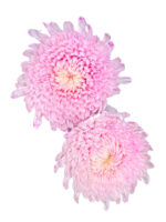 Fresh Cut Chrysanthemum Pink Peony Chrysanthemum Wholesale Yunnan Wedding Bouquet Filler Flowers