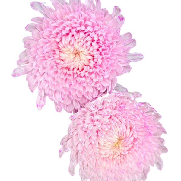 Fresh Cut Chrysanthemum Pink Peony Chrysanthemum Wholesale Yunnan Wedding Bouquet Filler Flower