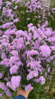 Fresh Cut Statice Limonium Forget Me Not A Grade Filler Flowers Wholesale from Yunnan Kunming Cold Chain Export