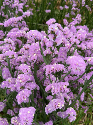 Fresh Cut Statice Limonium Forget Me Not A Grade Filler Flowers Wholesale from Yunnan Kunming Cold Chain Export
