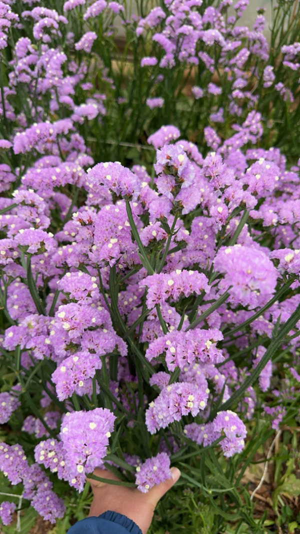 Fresh Cut Statice Limonium Forget Me Not A Grade Filler Flowers Wholesale from Yunnan Kunming Cold Chain Export