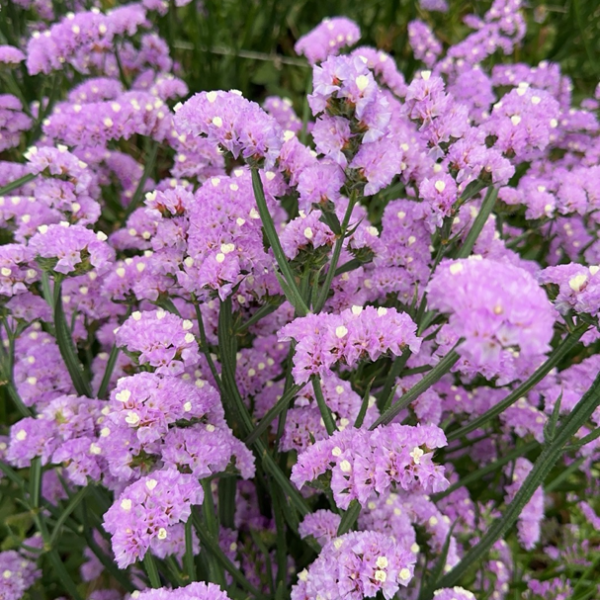 Fresh Cut Statice Limonium Forget Me Not A Grade Filler Flowers Wholesale from Yunnan Kunming Cold Chain Export
