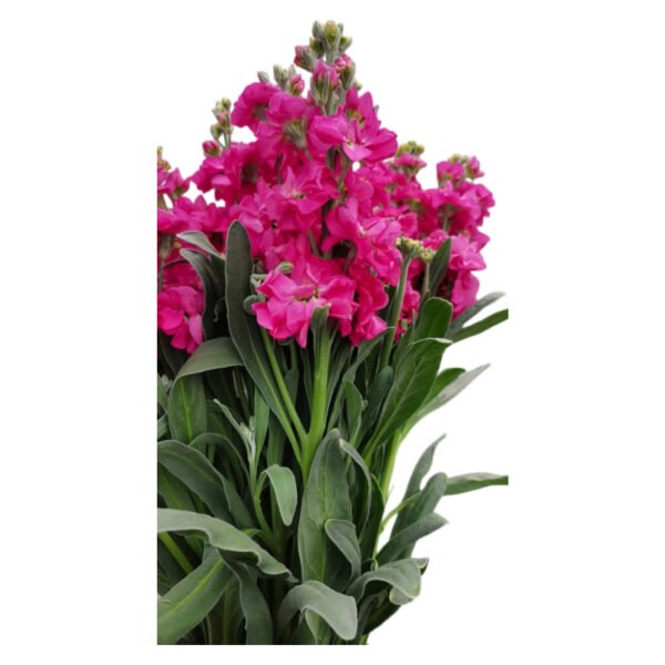Fresh Cut Matthiola Stock A Grade Long Stem Cut Flowers Wholesale Cold Chain Export Globally