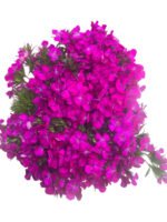 Fresh Cut Dianthus, Yunnan Kunming A Grade Cut Filler Flowers Wholesale Supply