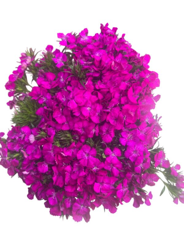 Fresh Cut Dianthus, Yunnan Kunming A Grade Cut Filler Flowers Wholesale Supply