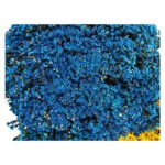Premium Fresh Cut Wintersweet  A Grade Wax Flowers Wholesale from Yunnan Kunming Cold Chain Export