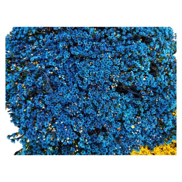 Premium Fresh Cut Wintersweet  A Grade Wax Flowers Wholesale from Yunnan Kunming Cold Chain Export