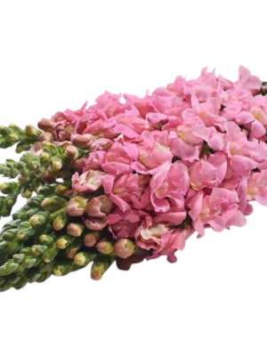 Fresh Cut Snapdragon Filler Flowers Decorative Wholesale Cold Chain Supply from Yunnan Kunming