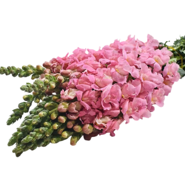 Fresh Cut Snapdragon Filler Flowers Decorative Wholesale Cold Chain Supply from Yunnan Kunming