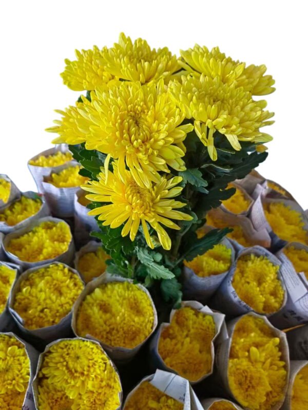 Fresh Cut Chrysanthemum Yellow Wholesale Yunnan Wedding Bouquet Filler Flowers