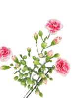 Premium Fresh Cut Lily Wholesale Yunnan For Minimalist Modern Wedding Bouquets