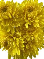 Fresh Cut Chrysanthemum Yellow Wholesale Yunnan Wedding Bouquet Filler Flowers
