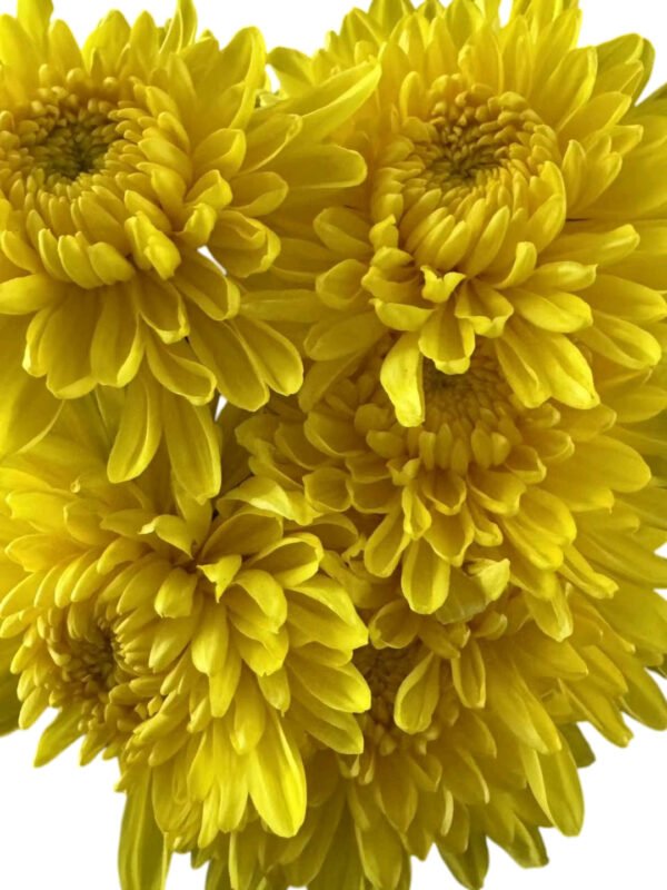 Fresh Cut Chrysanthemum Yellow Wholesale Yunnan Wedding Bouquet Filler Flowers