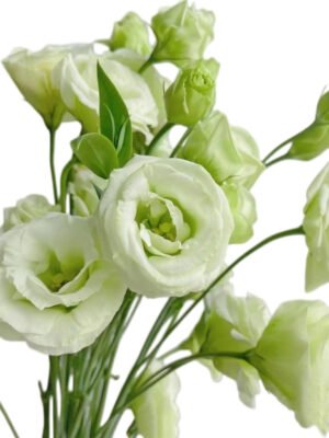 Premium Fresh Cut  Lisianthus Green Eustoma Wholesale Yunnan For Wedding Bouquets