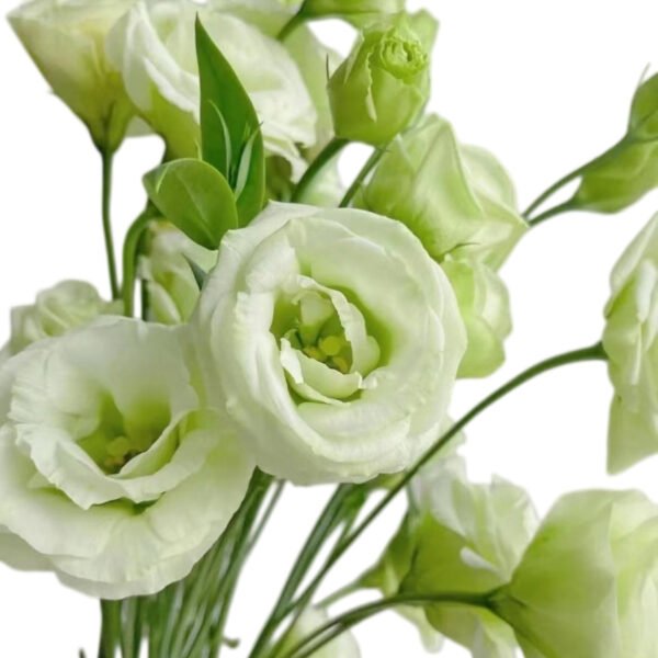 Premium Fresh Cut  Lisianthus Green Eustoma Wholesale Yunnan For Wedding Bouquets