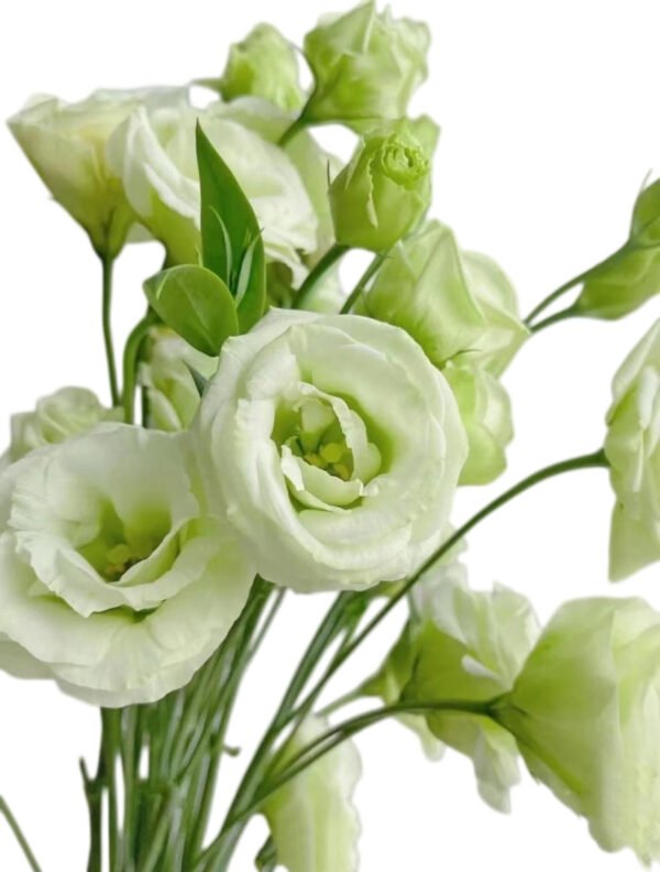 Premium Fresh Cut  Lisianthus Green Eustoma Wholesale Yunnan For Wedding Bouquets