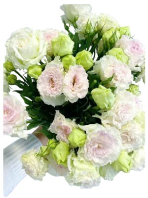 Premium Fresh Cut  Lisianthus Bi-color Eustoma Wholesale Yunnan For Wedding Bouquets
