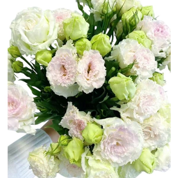 Premium Fresh Cut  Lisianthus Bi-color Eustoma Wholesale Yunnan For Wedding Bouquets