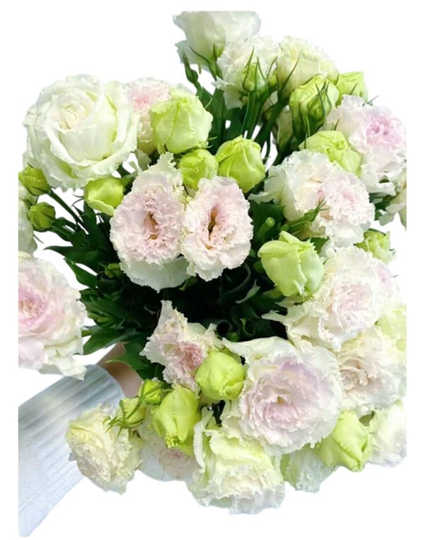 Premium Fresh Cut  Lisianthus Bi-color Eustoma Wholesale Yunnan For Wedding Bouquets