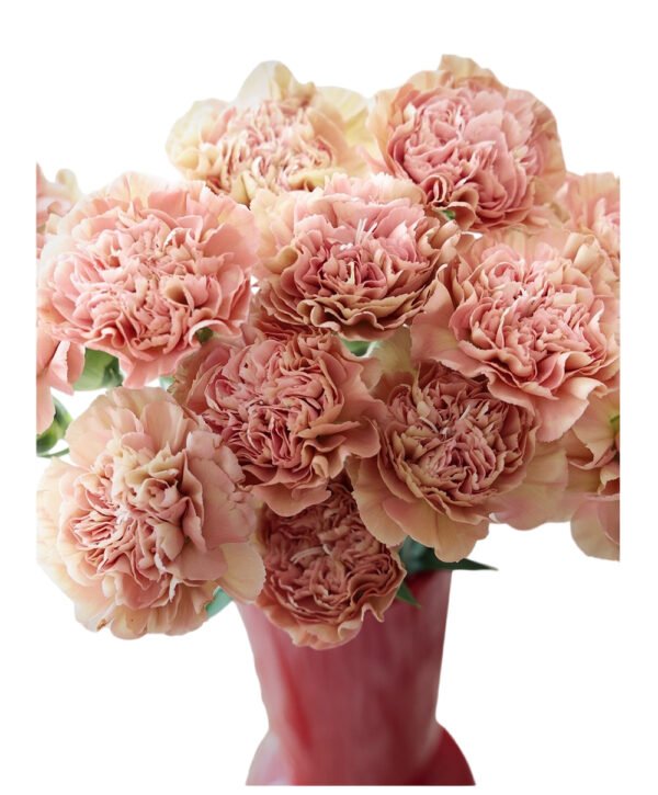 Fresh Cut Carnations Vintage Pink Dianthus Supplier China Yunnan Bulk Export For Overseas Flower Importers (复制)