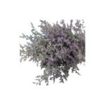 Fresh Cut Statice Limonium A Grade Filler Flowers Wholesale from Yunnan Kunming Cold Chain Export