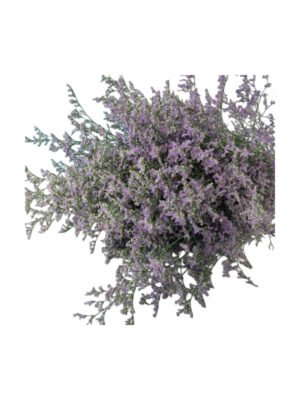 Fresh Cut Statice Limonium A Grade Filler Flowers Wholesale from Yunnan Kunming Cold Chain Export