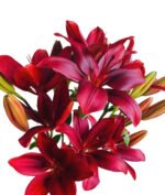 Premium Fresh Cut Lilies Red Lily Wholesale Yunnan For Wedding Bouquets, Event Centerpieces & Hotel Florals